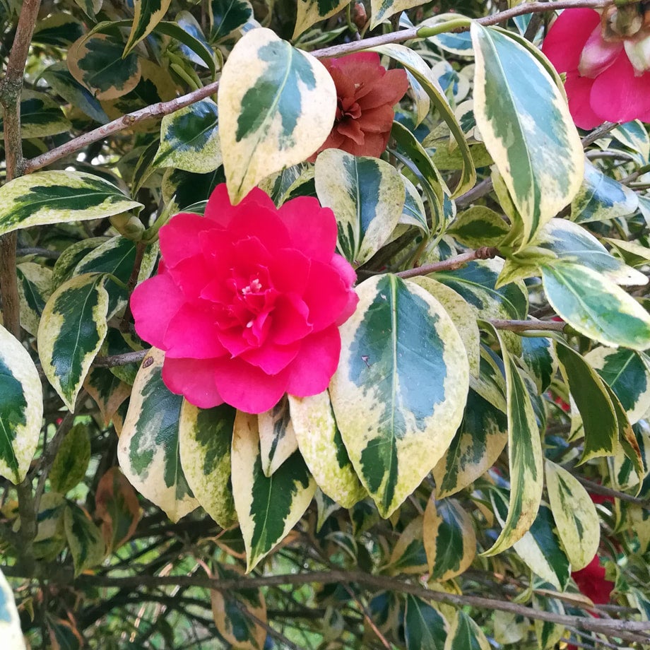 Camellia japonica 'Portuense'