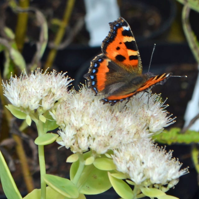 All plants listed here are RHS approved good for pollinators | Marwood