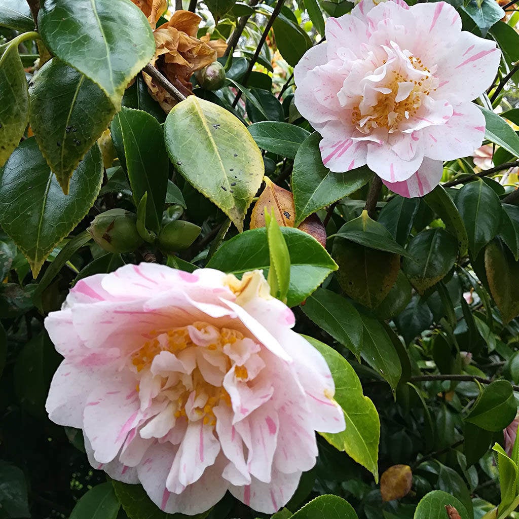 Camellia japonica 'Jack Jones Scented' Marwood Hill Gardens