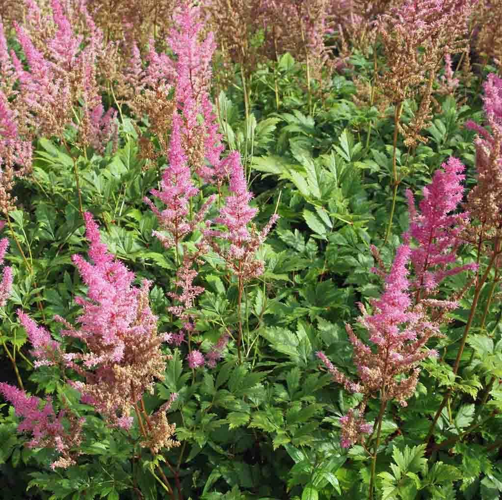 Astilbe ‘Nemo’ | Marwood Hill Gardens